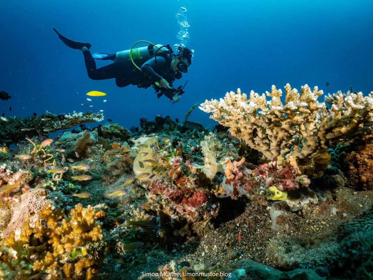 Teluk Karang Dive & Spa Resort Tejakula Esterno foto