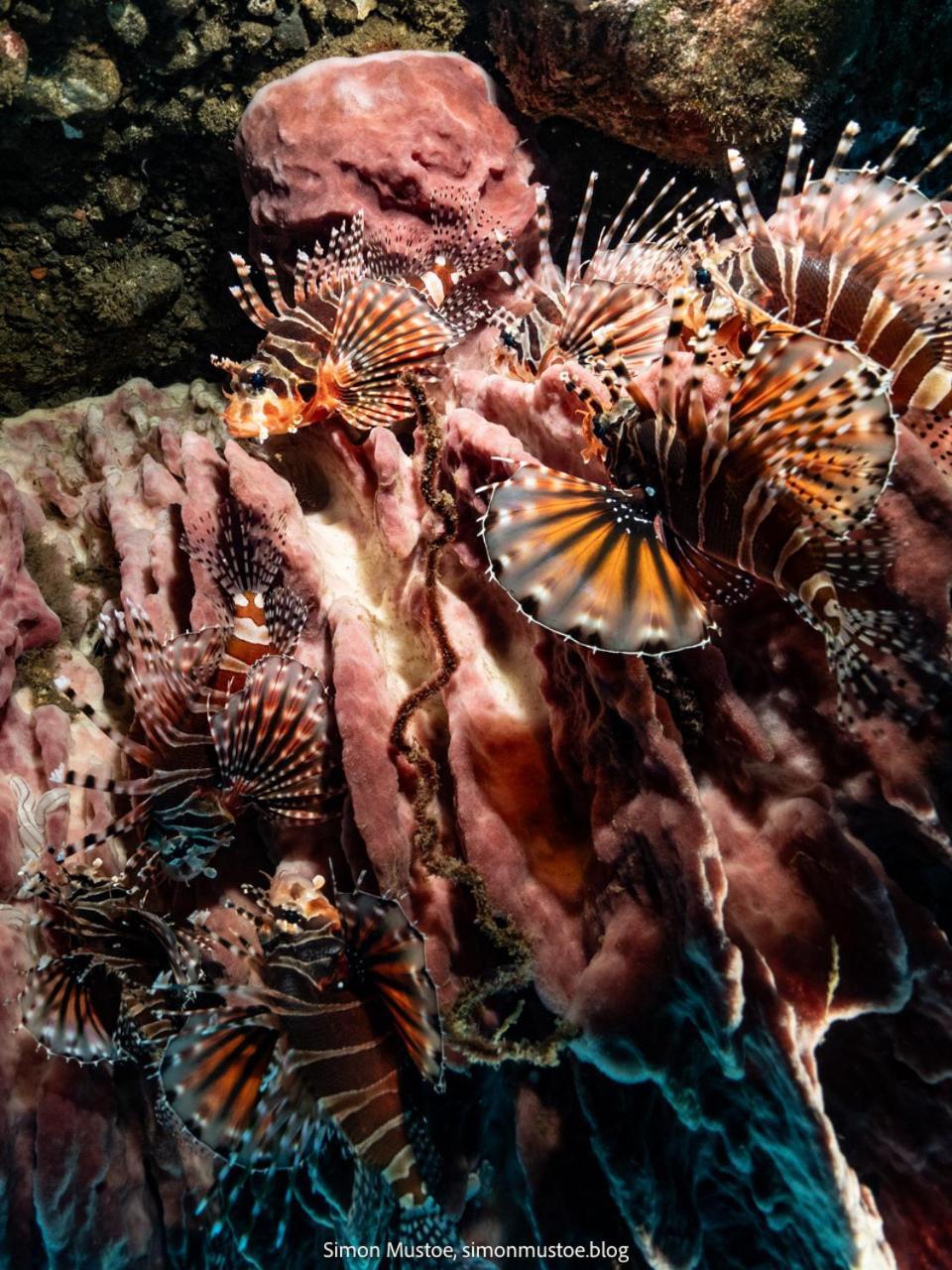Teluk Karang Dive & Spa Resort Tejakula Esterno foto