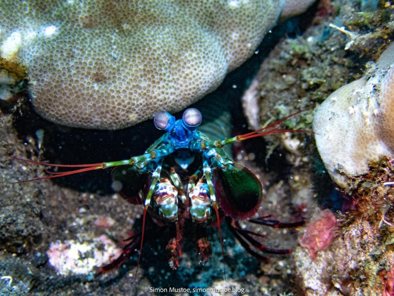 Teluk Karang Dive & Spa Resort Tejakula Esterno foto