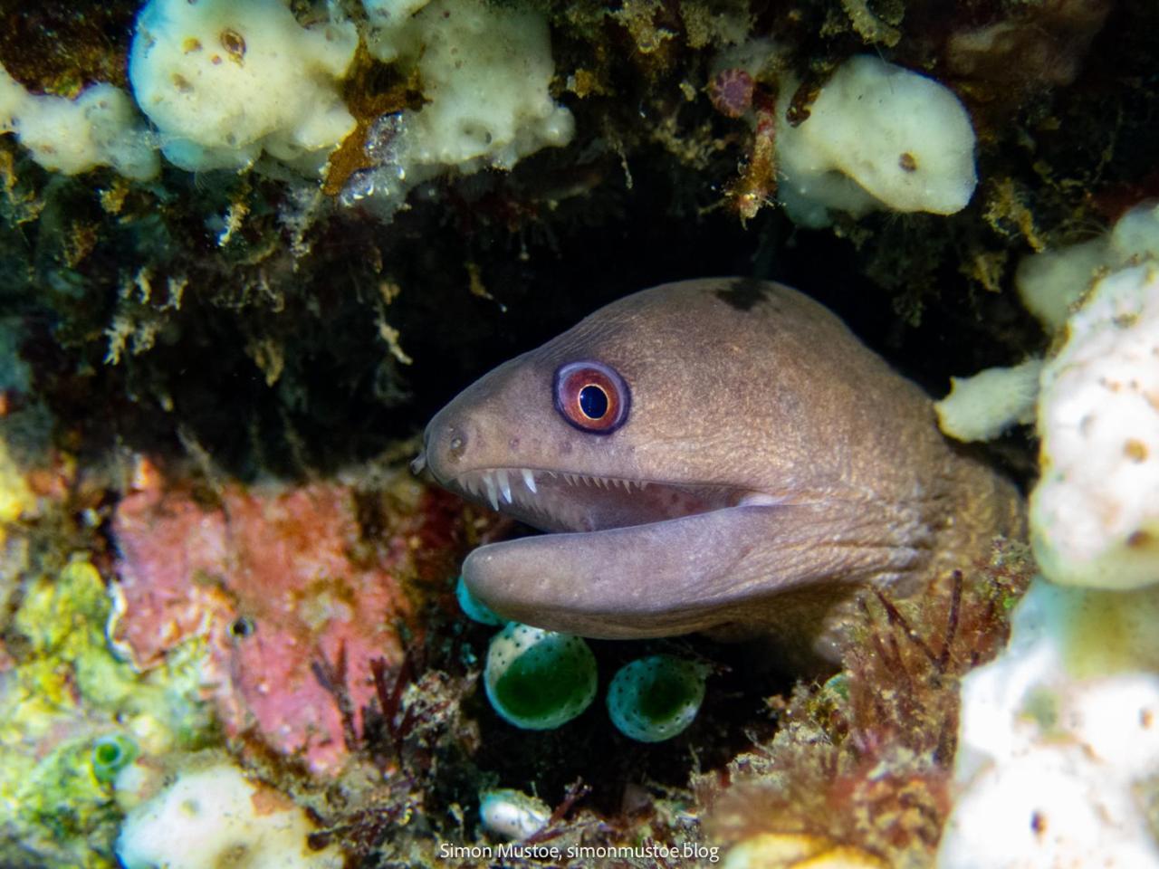 Teluk Karang Dive & Spa Resort Tejakula Esterno foto