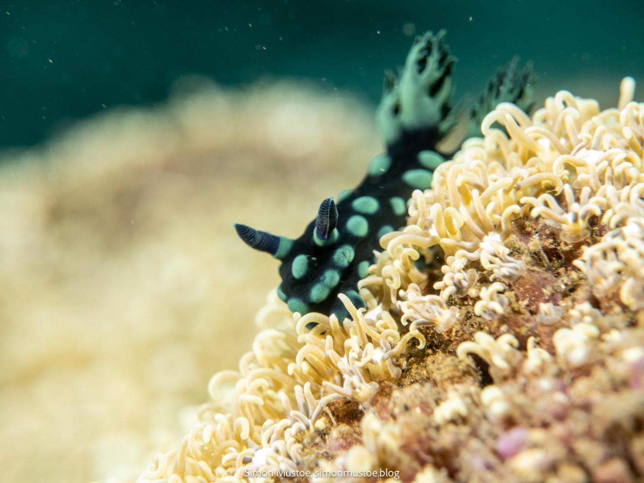 Teluk Karang Dive & Spa Resort Tejakula Esterno foto