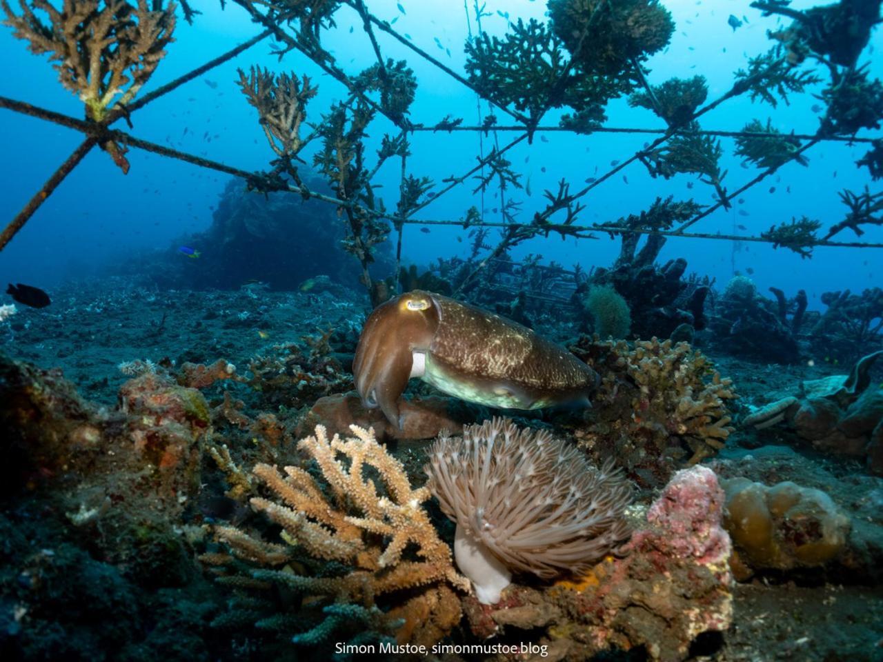 Teluk Karang Dive & Spa Resort Tejakula Esterno foto